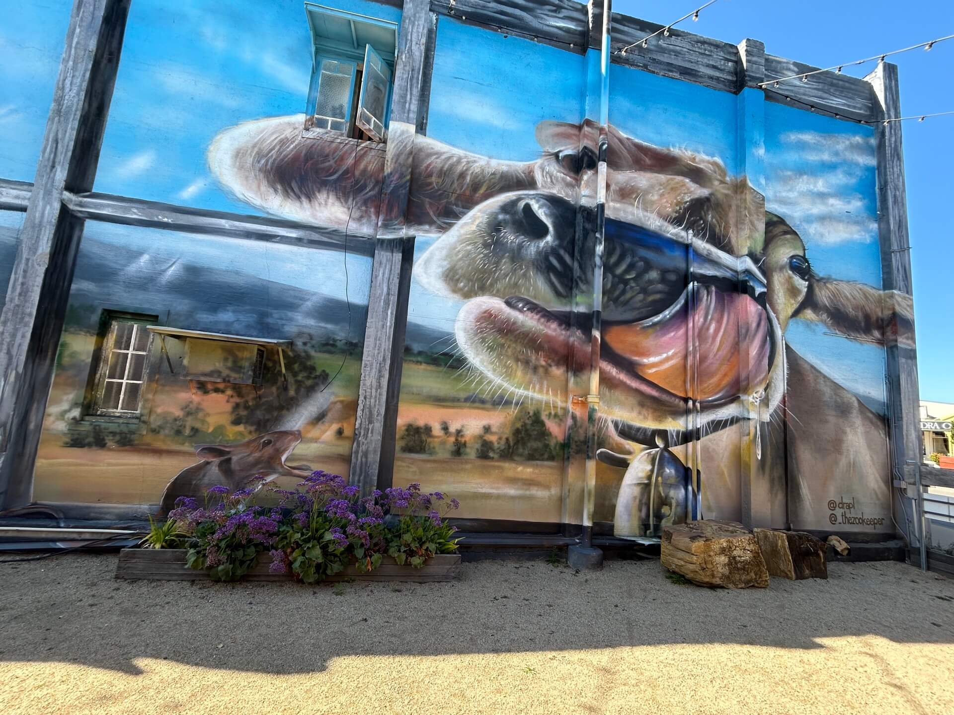 a mural of a cow in Monto Qld